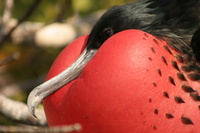 The height of exploration - Ecuador & Galapagos  