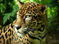 Costa Rica – The ultimate wildlife destination
