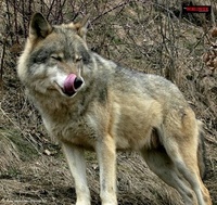 Get tracking in Romania