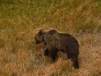 Grin and bear it in Slovakia! Grin and bear it in Slovakia!