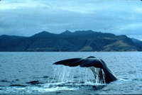 Whale watching in Dominica Whale watching in Dominica