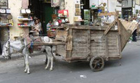 Tour operator helps donkeys go AWOL in Egypt Tour operator helps donkeys go AWOL in Egypt