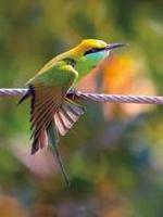 Green bee eater, Goa