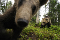 Live ‘Bearcam’ launches in Finland