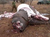 Elephants' lives go under the hammer Elephants' lives go under the hammer