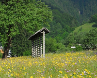 Slovenia's Wild Flower Festival