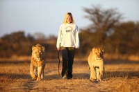 Lion walk in Zimbabwe