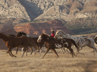 Adult-only ranching holidays 