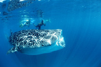 Swimming with whale sharks in the Maldives