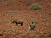 Black rhino in Namibia