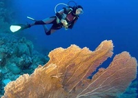 Family diving holidays in Egypt