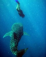 A new kind of Maldives holiday