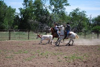 Roping at the Moore Working Ranch