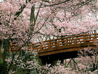 Adventures in blossoming Japan