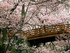 Cherry blossom trees in Japan