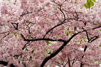 Enjoy the cherry blossom season in Japan