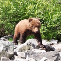 Put your best paw forward – walking with bears in Slovakia
