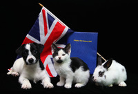 Petplan launches the UK’s biggest ever pet census