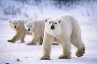 Awesome polar bears