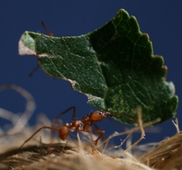 Discover the world of ‘Amazing Ants’ this Easter
