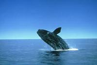 The amazing Southern Right whale 