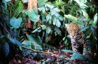 Jaguar (credit Biosphere Expeditions)