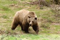 A Slovakian brown bear