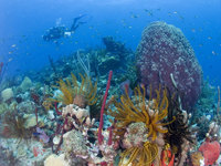 Experience Dive Fest in Dominica 