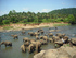 Pinnewala Elephant Orphanage, Shri Lanka