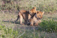 Go2Tanzania lion cubs