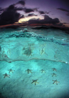 Starfish sea shot