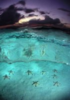 Starfish sea shot Starfish sea shot