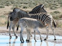 Zebra Zebra