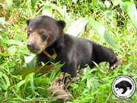 Unique Borneo trip aims to protect little known Sun Bear