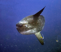 See the world's weird and wonderful fish with Regaldive