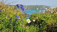 Guernsey - A year in wildflowers