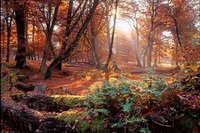 New Forest New Forest