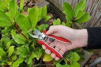 New, Mini Bypass Pruner from Darlac