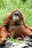 Get up close to Borneos Orangutans