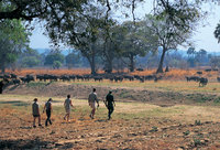 A safari walk