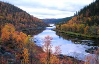 Ruska Kakslauttanen Ruska Kakslauttanen