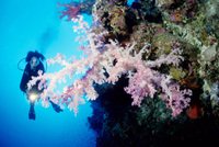 Diving Diving