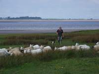Salt Marsh lamb