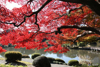 Explore Japan's autumnal blaze of glory