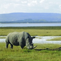 Celebrate World Rhino Day with Acacia Africa