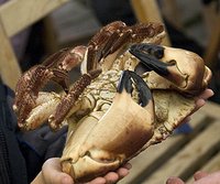 Darthmouth Crab Darthmouth Crab