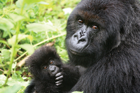 Rwandan mountain gorillas