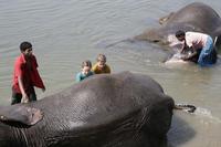 Bath time for the elephants in Sri Lanka!
