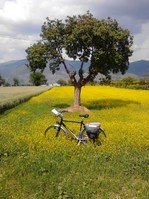 Five of the best cycling tours for wine and gourmet lovers