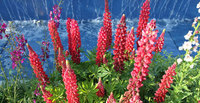 Head to Ireland’s top garden show: ‘bloom’ opens 30 May